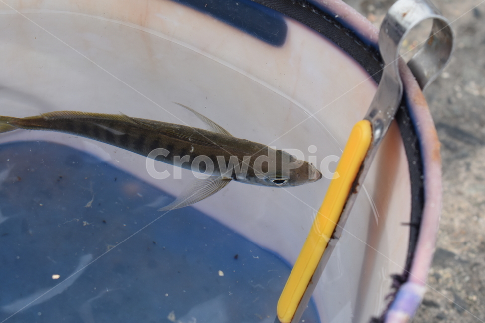 동물,animal,물고기,fish,water,동물,animal,어류,물고기,fish