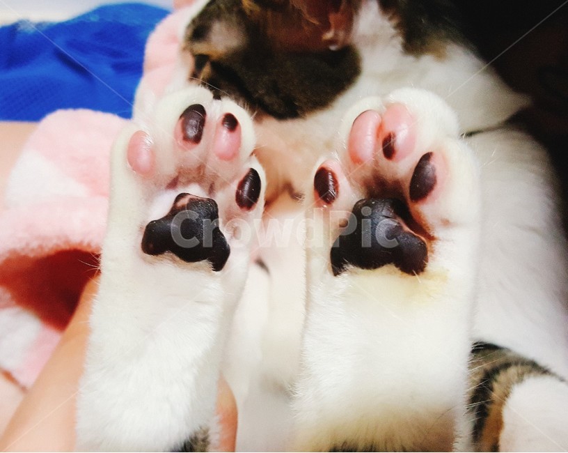고양이,발바닥,cat,animal,동물,동물,animal,포유류,mammal,고양이,cat,kitten,kitty
