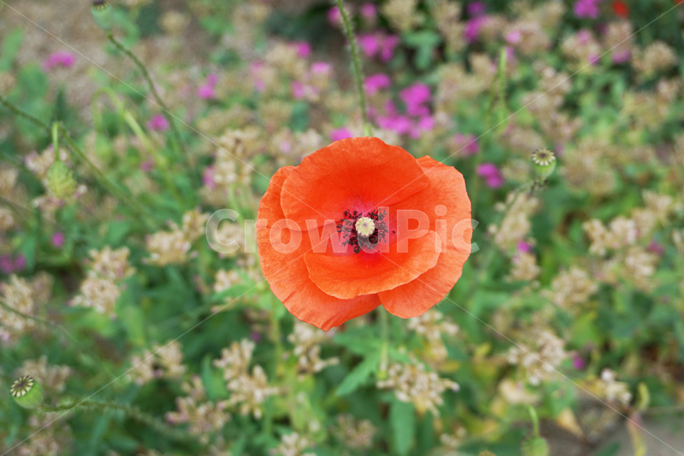 양귀비,개양귀비,우미인초,주황색꽃,꽃양귀비,식물,plant,blossom,꽃,flower,자연,주황색,여름꽃,봄꽃,애기아편꽃,유럽꽃,붉은꽃,황색,황색꽃,꽃잎,봄