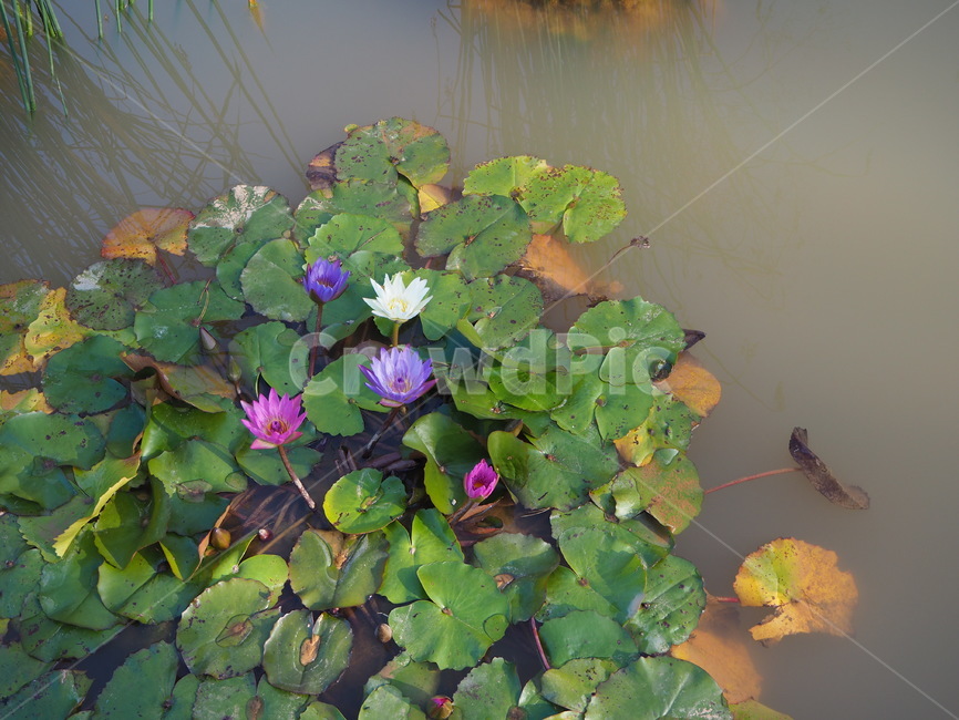 대구수목원,nature,자연,outdoors,물,water,연꽃,물가,연못
