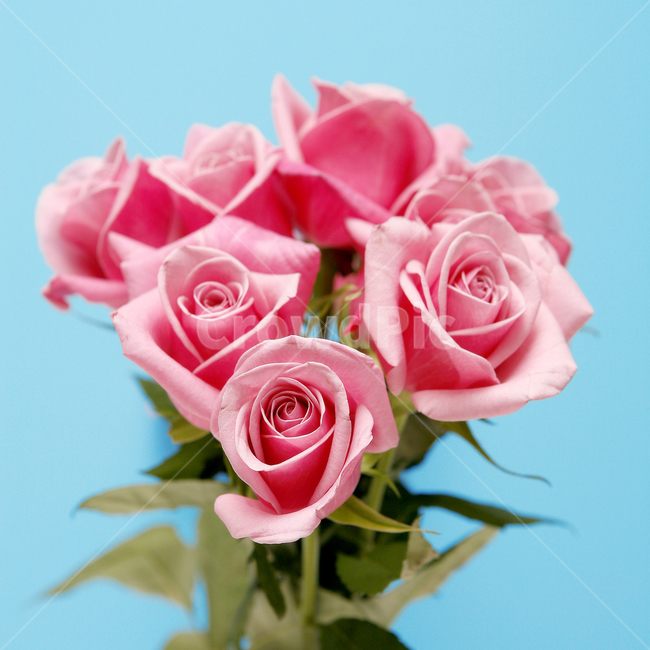 꽃,식물,플라워,flower,장미,로즈,rose,핑크,분홍,pink,꽃,flower,기념일,축하,anniversary,congratulation,celebrate,celebration