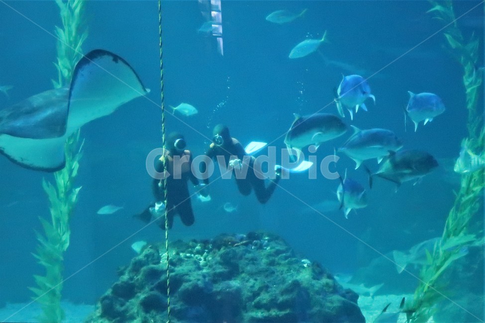 제주,해녀,물질,수중,작업,해산물,잠수,채취,직업,여성,어류,물고기,fish