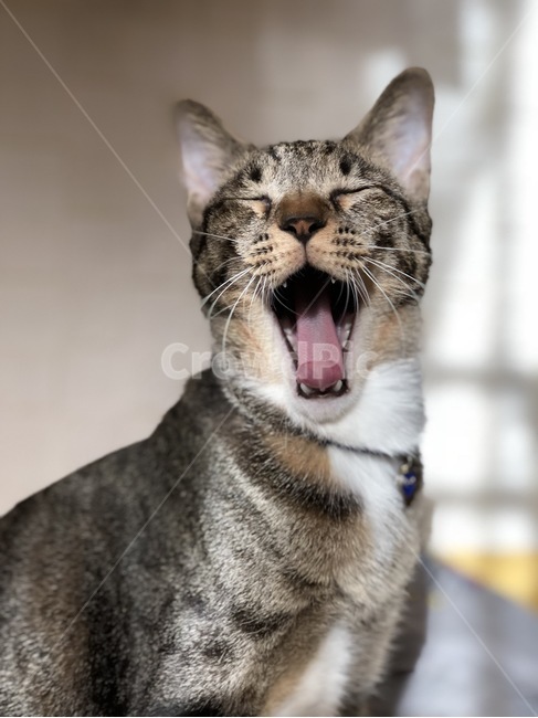 animal,동물,애완동물,cat,고양이,pet,고양이하품,하품