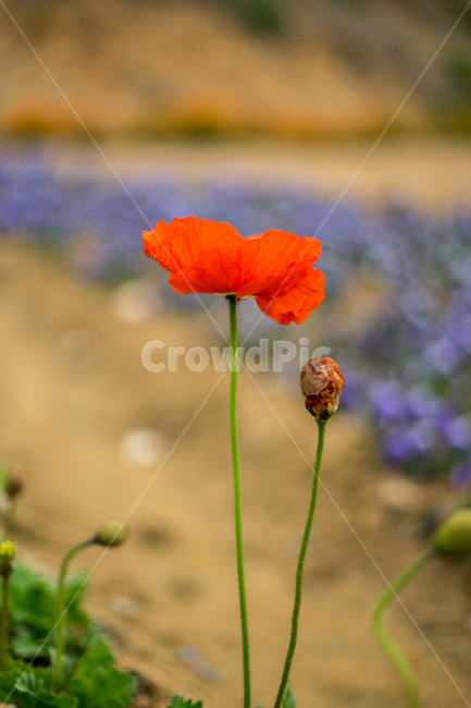 양귀비,봄,꽃,자연,식물,근접,봄꽃,식물,자연,plants,nature,꽃,flower
