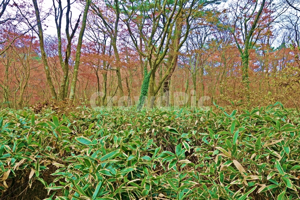 제주도,사려니숲길,조릿대,나무,단풍,여행,자연,풍경,경치,아름다운,전망,그림,같은,뷰,제주,제주여행,숲,벼목,대나무,외떡잎식물,식물,자연,풍경,nature,landscape,vegetation,초목,plant,ground,바닥,tree,forest,woodland,삼림지,outdoors,옥외,land,땅,jar,항아리,potted plant,화분,pottery,도기류