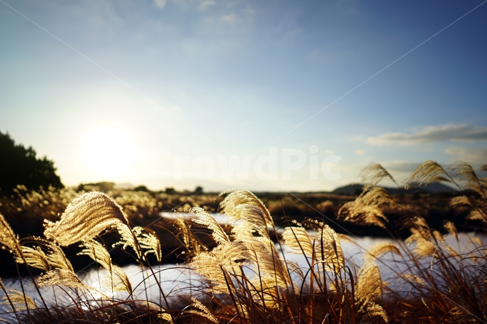 억새,연못,황금빛,가을,황금색,노을,하늘,가을,계절,fall,autumn,season,식물,자연,plants,nature,grass,잔디,plant,lawn,reed,갈대