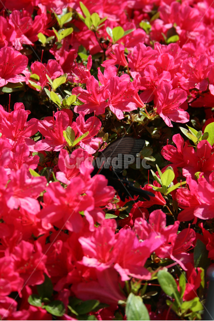 철쭉,꽃,붉은,나비,검은나비,식물,식물,자연,plants,nature,꽃,flower,동물,animal,곤충,벌레,insect,bug