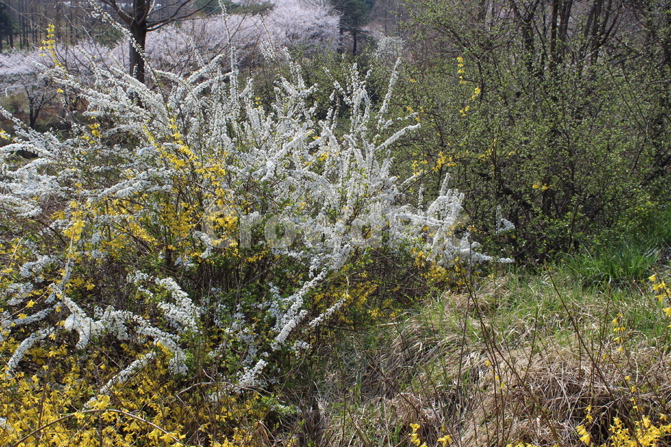 들꽃,개나리,흰꽃,잎,산,봄,계절,spring,season,식물,자연,plants,nature,꽃,flower,tree,나무,plant,conifer,구과 식물,fir,전나무