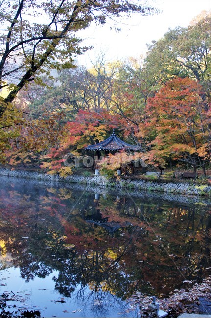 가을,단풍,자연,나무,식물,저수지,그림자,정자,산속,autumn,season,trees,nature,풍경,자연풍경,감성,emotion,안개,가을,계절,fall,autumn,season,tree,maple,plant,leaf,잎