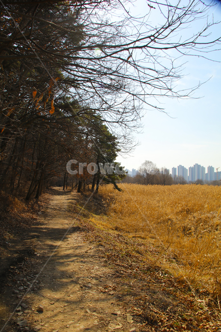 갈대,억새,풀,마른풀,하천,강,나무,가을,물,자연,풍경,nature,landscape,grassland,목초지,field,들,outdoors,옥외