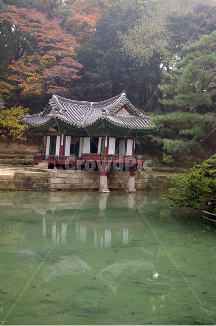 창덕궁후원,부용지,부용정,고궁,건축,전통건축,traditional,전통,기와지붕,가을,fall,나무,식물,plant,단풍,가을,계절,fall,autumn,season,한국전통,한국문화,korean traditional,korean culture,랜드마크,landmark,tourist attraction,한국랜드마크,한국관광지,한국명소,korea landmark,korea tourist attraction,건축물,건물외관,exterior,building,structure,architecture,construction