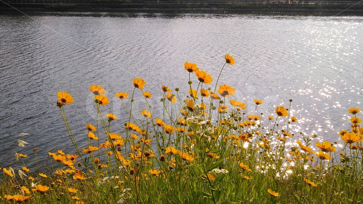 강변,금계국,들꽃,꽃,경치,가을,계절,fall,autumn,season,식물,자연,plants,nature,꽃,flower,outdoors,옥외,field,들,grassland,목초지