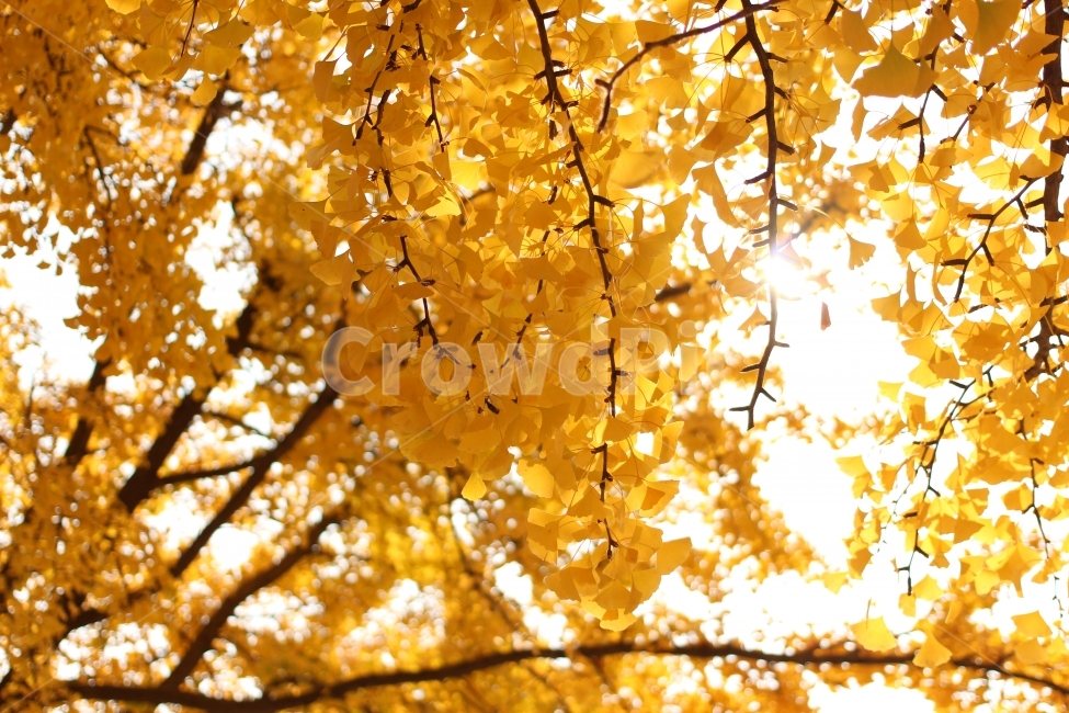 은행나무,감성,단풍,가을,필름카메라,가을,계절,fall,autumn,season,식물,자연,plants,nature,leaf,잎,plant,tree,나무,maple
