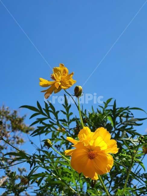 plant,식물,가을하늘,하늘,꽃,노랑색,식물,자연,plants,nature,꽃,flower