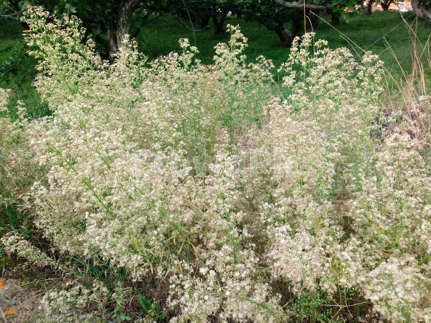 plant,flower,꽃,식물,자연,식물,자연,plants,nature