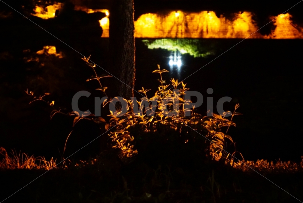 야경,꽃,나무,경주,여행,안압지,식물,자연,plants,nature,야경,밤,풍경,nightscape,night,landscape,flare,플레어,light,빛