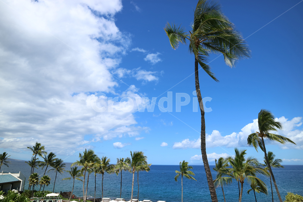 하와이,야자수,야자나무,하늘,바다,구름,풍경,hawaii,palmtree,자연,풍경,nature,landscape,summer,여름