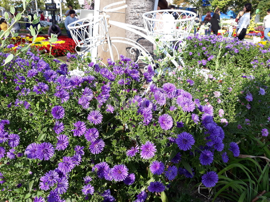 국화,가을,산책,공원,무료,식물,자연,plants,nature,꽃,flower