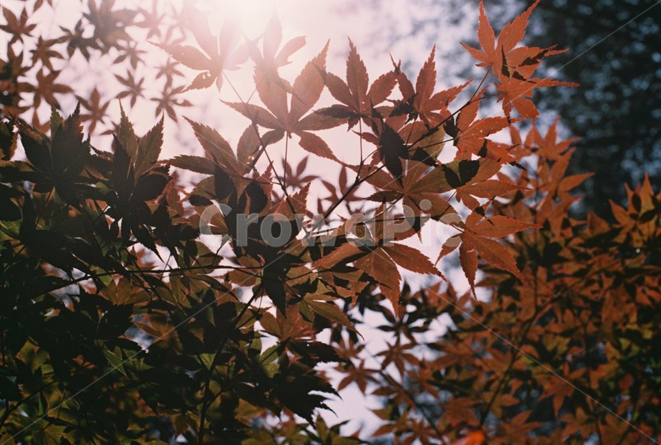 단풍잎,하늘,산,나무,빛,가을,계절,fall,autumn,season,leaf,잎,plant,식물,tree