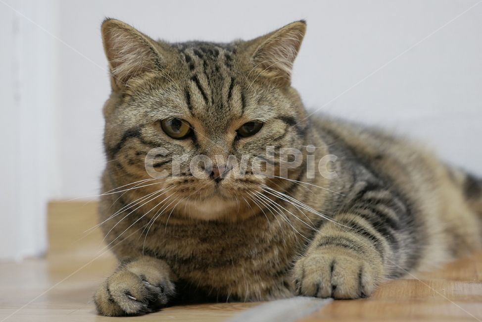 고양이,개냥이,표정,동물,얼굴,귀여운,동물,animal,포유류,mammal,고양이,cat,kitten,kitty