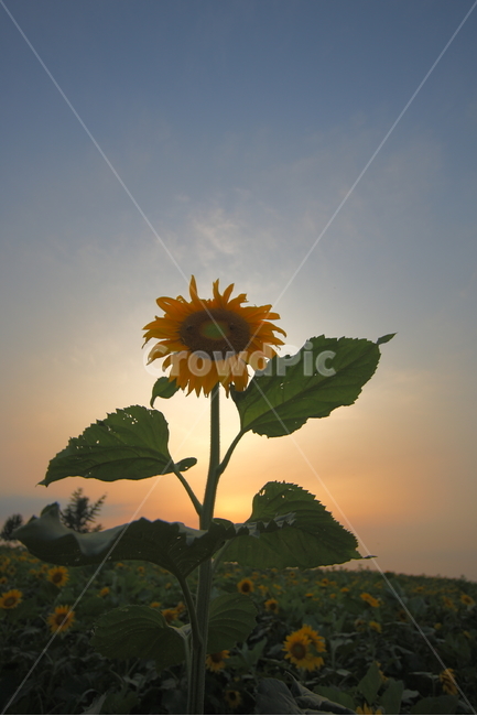 해바라기,식물,석양,일몰,sunflower,botanical,sunset,여름,계절,summer,season,가을,fall,autumn,식물,자연,plants,nature,꽃,flower,plant,blossom