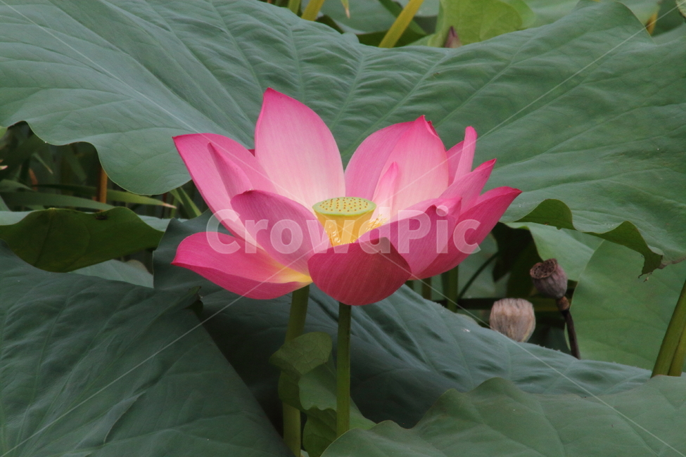 연,연꽃,꽃,식물,lotus,식물,자연,plants,nature,꽃,flower