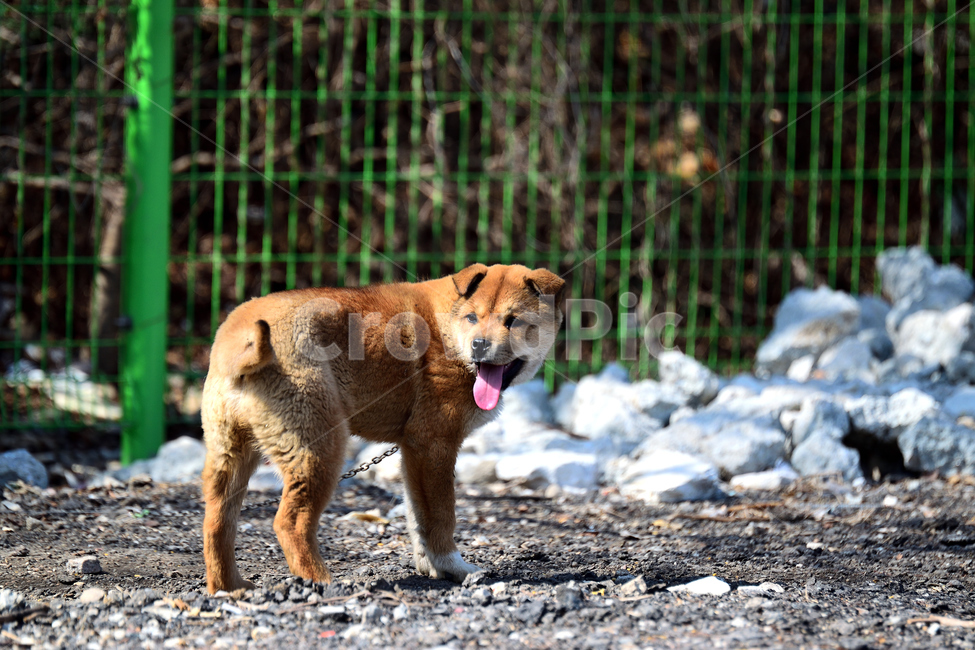 애완동물,강아지,개,진돗개,반려견,동물,animal,포유류,mammal,개,강아지,dog,doggy