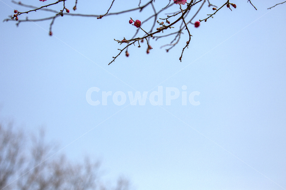 매화,홍매화,봄,하늘,꽃,분홍,허공,나무,japanneseapricotflower,spring,sky,flower,pink,theair,tree,홍매,매화나무,봄꽃,여백,연분홍,블러,표지,꽃봉우리,식물,나뭇가지,오후,배경,자연,풍경,경치,관광,꽃망울,야외,카피스페이스,라이트핑크