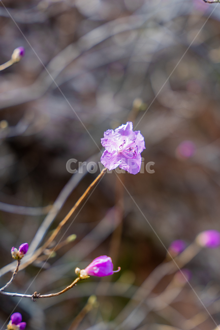 geranium,제라늄,blossom,flower,꽃,plant,식물,진달래,봄