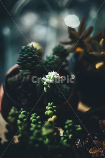 선반,다육,화분,흙,인테리어,식물,자연,plants,nature,실내용화초,화분,화초,house plant