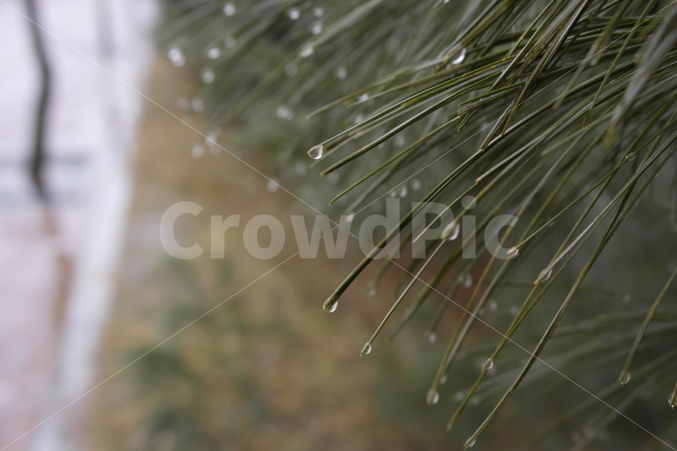 빗방울,비,눈물,물방울,솔잎,자연,식물,raindrop,rain,tears,nature,Pure,순수,감성사진,비,비오는날,rain,rainy,식물,자연,plants,nature