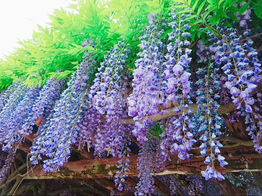 꽃,봄꽃,봄,계절,식물,싱그러움,봄,계절,spring,season,식물,자연,plants,nature,꽃,flower,plant,blossom
