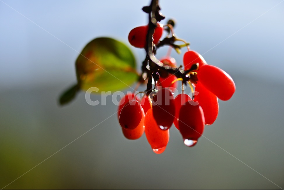 plant,식물,food,음식,fruit,과일,산수유,열매,산수유열매,약용식물,건강식품,결실,빨강색,비,물방울,가을,과일,열매,fruit
