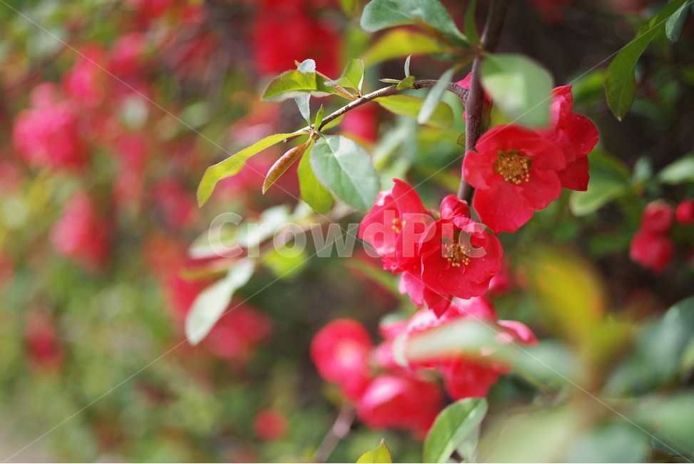 봄,봄꽃,꽃잎,꽃,자연,배경화면,바탕화면,계절,nature,beauty,beautiful,flower,floral,flora,springflower,seasonflower,red,redflower,spring,season,petal,background,봄,계절,spring,season,식물,자연,plants,nature,꽃,flower,plant,geranium,제라늄,blossom