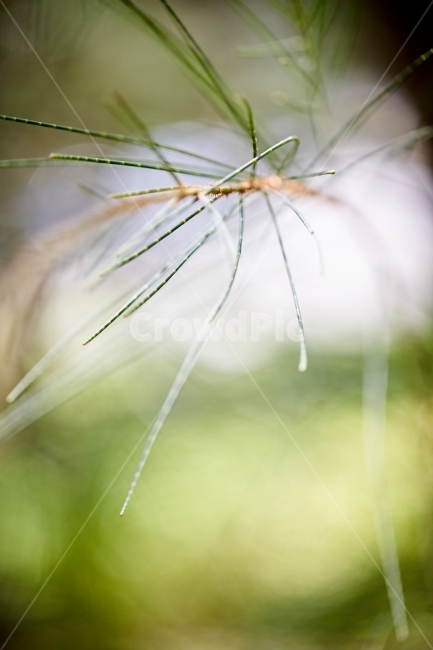 풀,나무,자연,네츄럴,숲,식물,자연,plants,nature