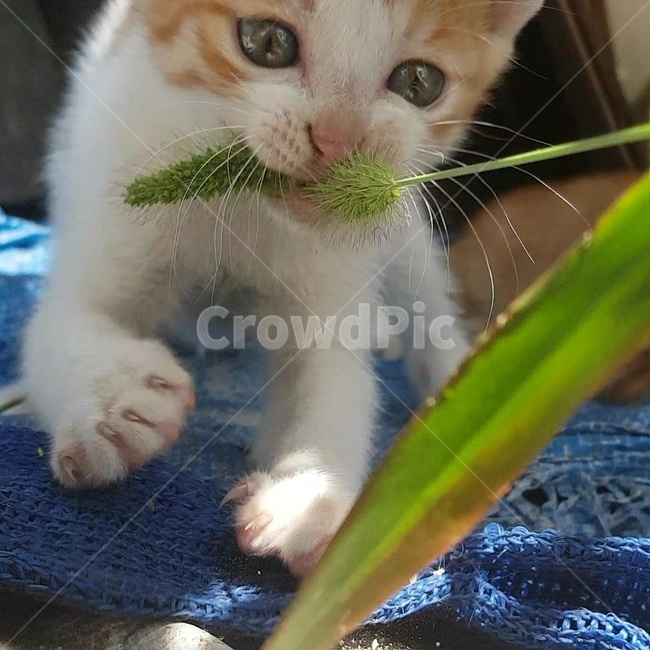 고양이,강아지풀,물기,이빨,발바닥