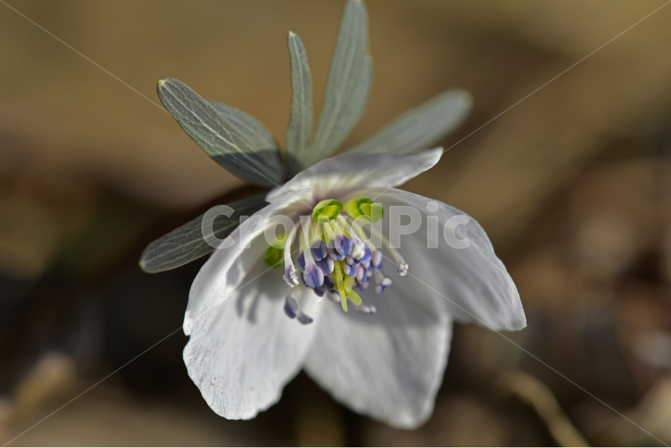 바람꽃,야생화,들꽃,이른봄,흰색,식물,자연,plants,nature,꽃,flower