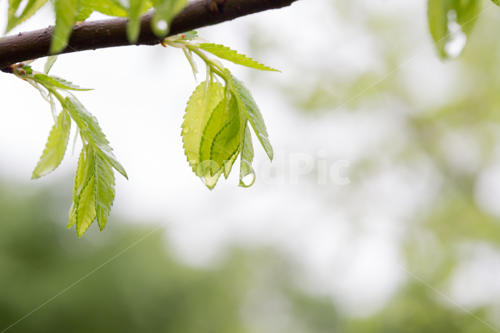봄,아침이슬,빛방울,새싹,휴식,식물,자연,plants,nature,감성,sensible,feeling,휴식,힐링,rest,relaxation,healing,비,비오는날,rain,rainy