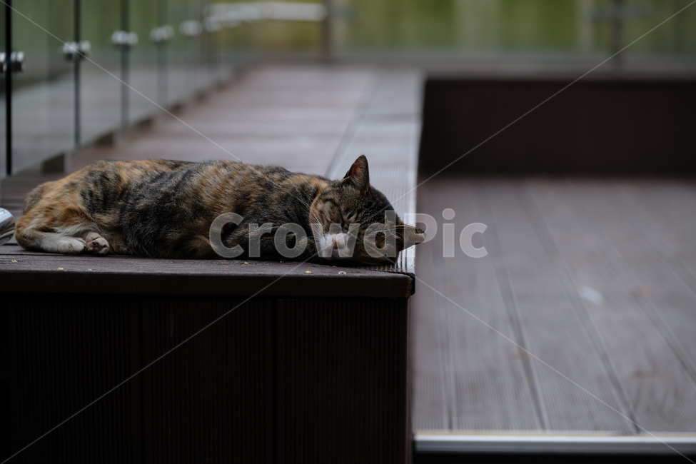 고양이,잠,동물,난간,편안,cat,sleep,animal