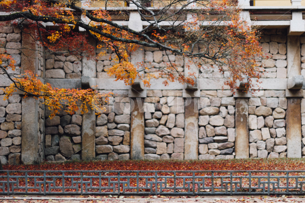 단풍,가을,돌담,한국풍경,단풍나무,fall,autumn,autumnleaves,stonewall,자연풍경,가을,계절,fall,autumn,season,wall,벽,walkway,보도,path,통로