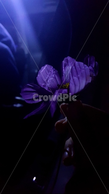 꽃,코스모스,flower,아름다운,신비로운,빛,light,상처,식물