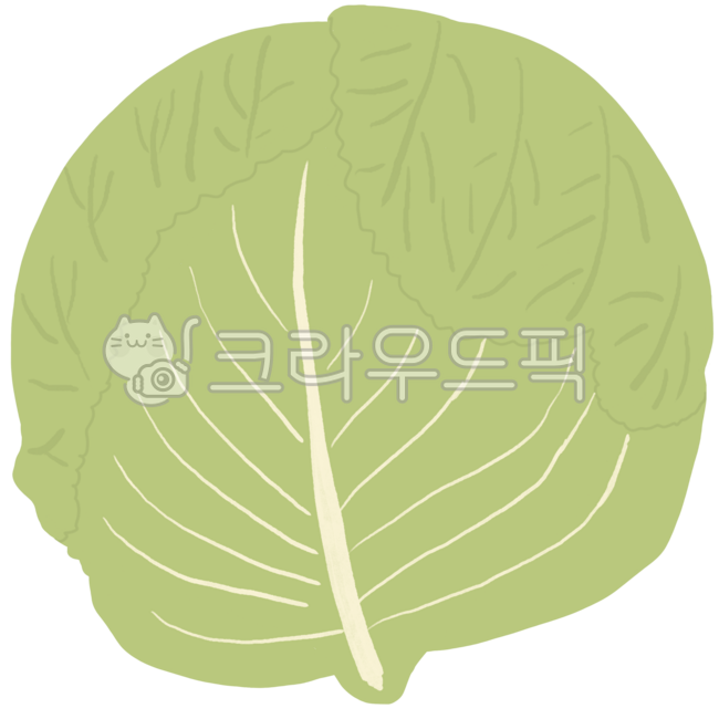 양상추,채소,야채,양상추그림,양상추일러스트