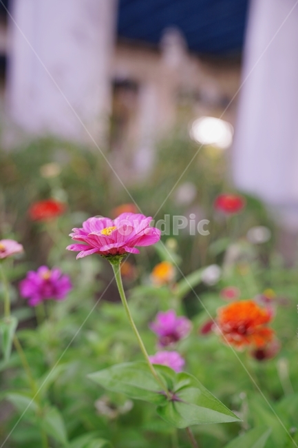 가을꽃,코스모스,한강,꽃,계절,감성,하늘,한강꽃,fall,plants,자연,식물,season,autumn,nature,flowers,sensible,feeling