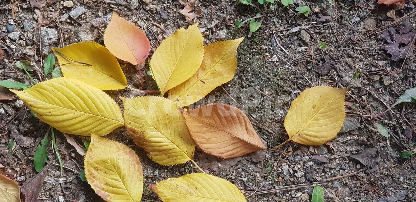 가을,단풍,단풍잎,알록달록,노란,흙,계절,날씨,plant,바닥,ground,식물