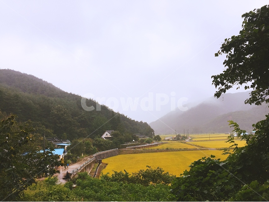 강원도,옥계,비,논,안개,가을,계절,fall,autumn,season,자연,풍경,nature,landscape,시골,마을,country,rural,town,outdoors,옥외