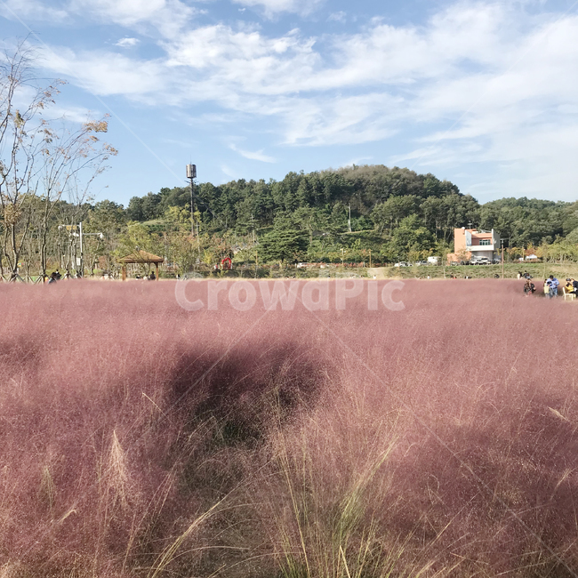 핑크뮬리,핑크,자연,풍경사진,풍경