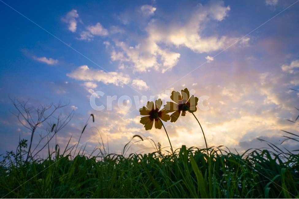 들,꽃,들꽃,야생화,자연,수변식물,하늘,구름,식물,자연,plants,nature,꽃,flower