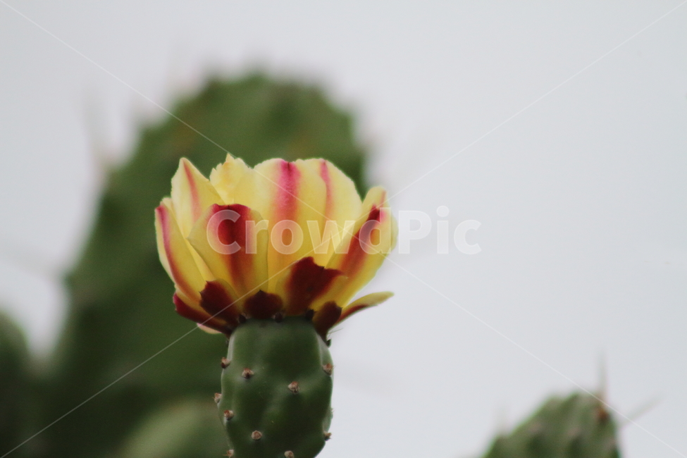 손바닥선인장,선인장,백년초,꽃,indianfig,식물,자연,plants,nature,꽃,flower