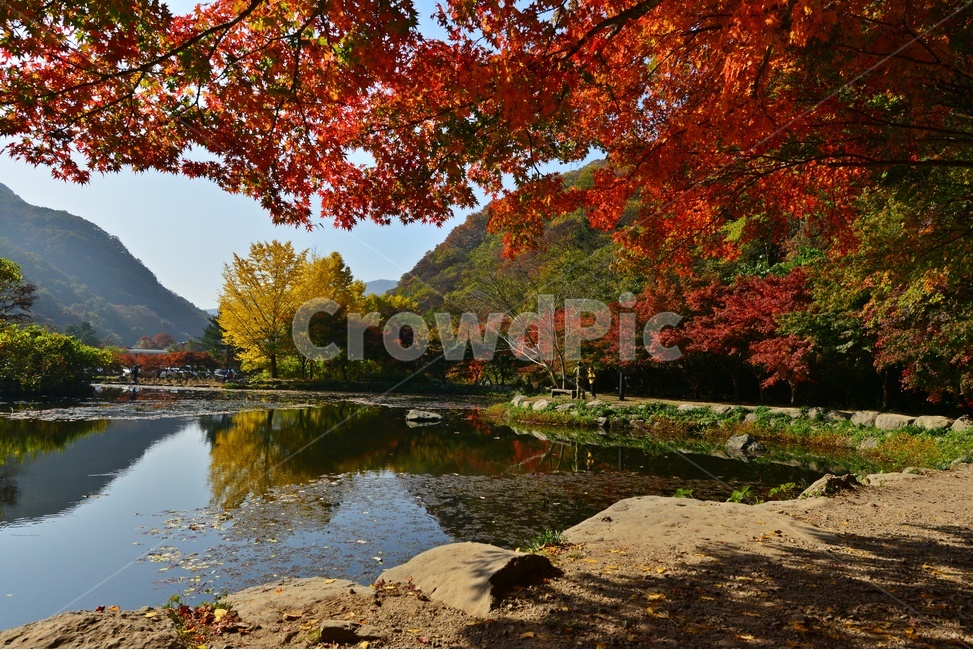 water,물,outdoors,옥외,nature,자연,tree,나무,plant,식물,maple,단풍,leaf,잎,장성,백양사,백양사추색,가을,계절,추색,만추,단풍잎,반영,가을,계절,fall,autumn,season