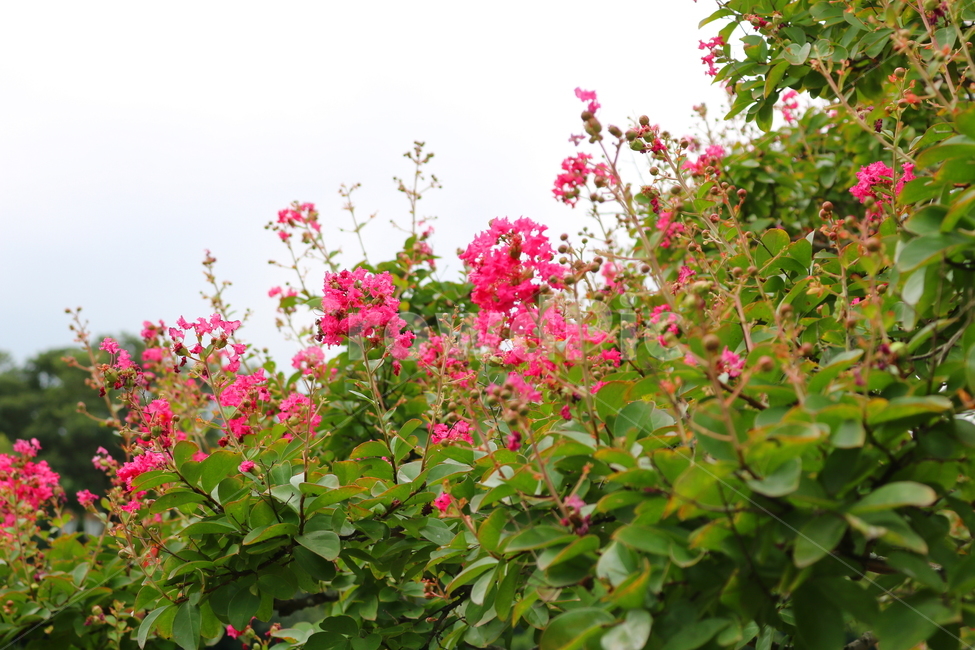 나무,배롱,배롱나무,배롱꽃,꽃,식물,식물,자연,plants,nature,꽃,flower